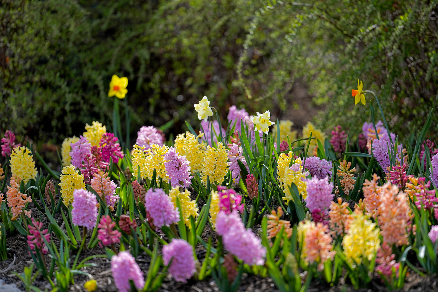 Spring in Pink